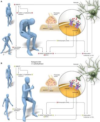 Exploring the impact of ketogenic diet on multiple sclerosis: obesity, anxiety, depression, and the glutamate system
